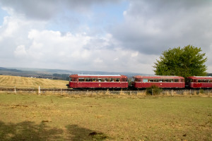 798 829, 996 310, 798 589 und 996 677 an einer Pferdekoppel bei Neu Anspach, aufgenommen am 11.09.2022.