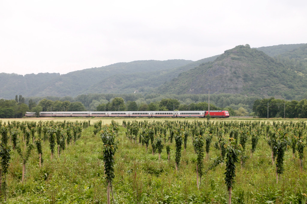 Eine 101 passiert mit ihrem IC die Kirschfelder bei Namedy auf der linken Rheinstrecke, aufgenommen am 19.06.2016.